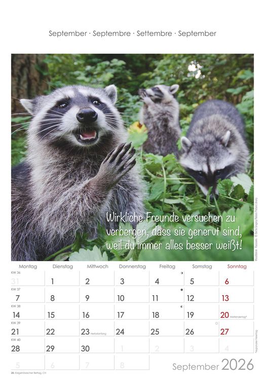 Produktbild: Kleine Freunde 2026 - Bildkalender 23,7x34 cm - Kalender mit Platz für Notizen - mit vielen Zusatzinformationen - Wandkalender - Alpha Edition