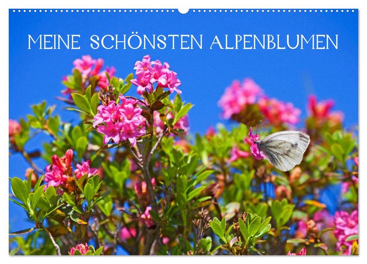 Produktbild: Meine sch&ouml;nsten Alpenblumen (Wandkalender 2026 DIN A2 quer), CALVENDO Monatskalender
