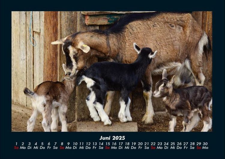 Produktbild: Tiere auf dem Bauernhof 2025 Fotokalender DIN A4