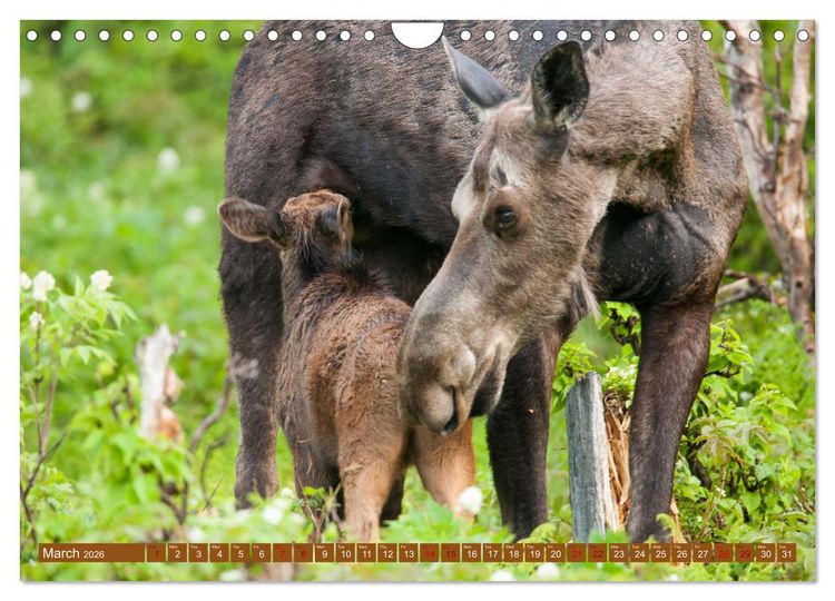 Produktbild: FIRST STEPS FOR BABY MOOSE (Wall Calendar 2026 DIN A4 landscape), CALVENDO 12 Month Wall Calendar