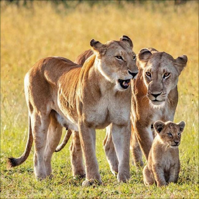 Produktbild: Big Cats 2027