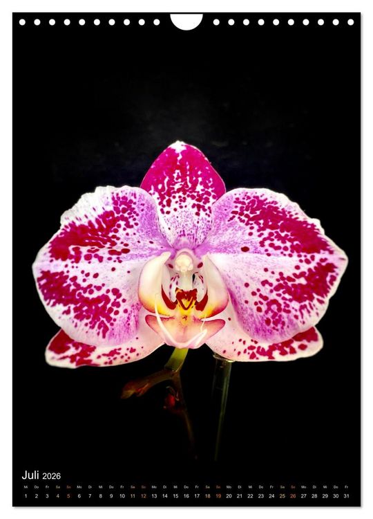 Produktbild: Orchideen - Exoten im Wohnzimmer (Wandkalender 2026 DIN A4 hoch), CALVENDO Monatskalender