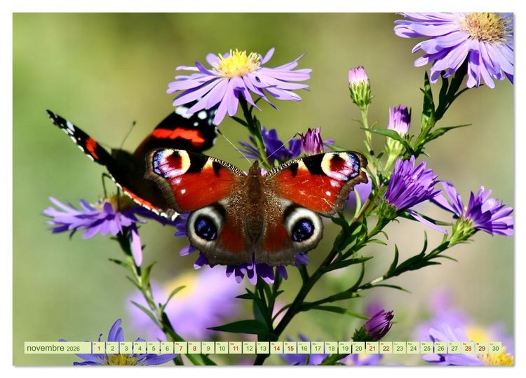 Produktbild: LA MAGIE DES PAPILLONS (Calendrier mural 2026 DIN A3 vertical), CALVENDO calendrier mensuel