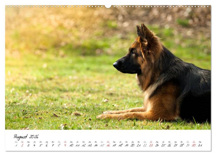 Produktbild: Zauberhafte Langhaar Sch&auml;ferhunde (hochwertiger Premium Wandkalender 2026 DIN A2 quer), Kunstdruck in Hochglanz