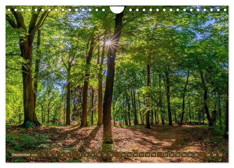 Produktbild: Parkgemeinde Kromlau (Wandkalender 2026 DIN A4 quer), CALVENDO Monatskalender