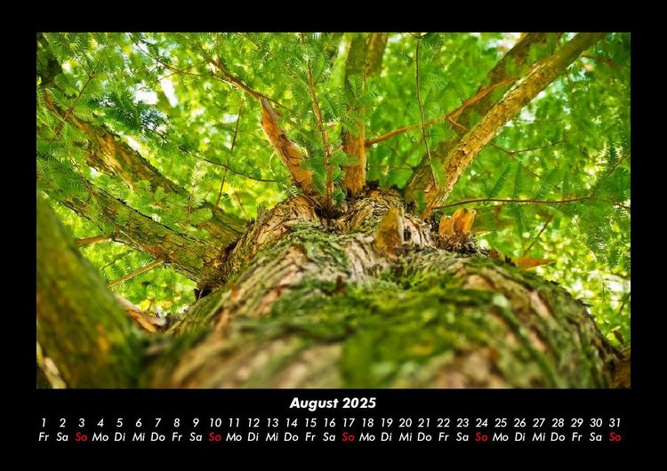 Produktbild: B&auml;ume 2025 Fotokalender DIN A3