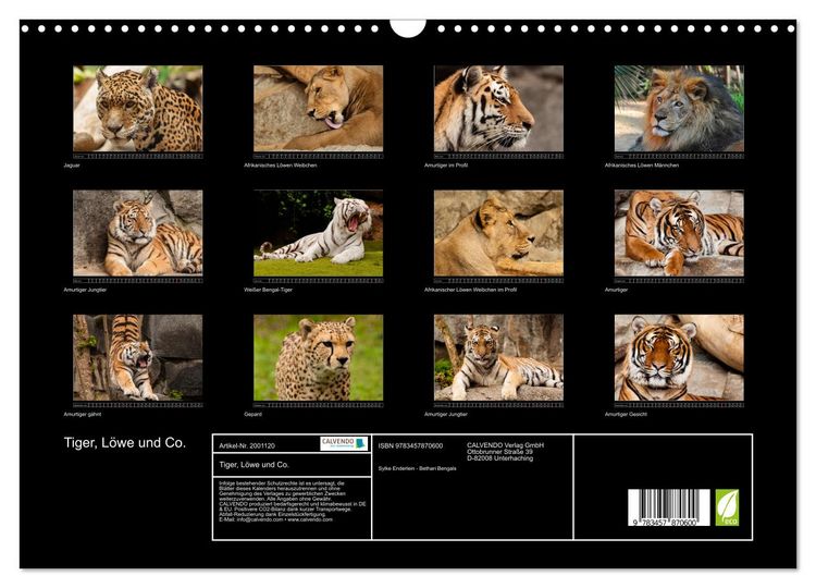 Produktbild: Tiger, L&ouml;we und Co. (Wandkalender 2026 DIN A3 quer), CALVENDO Monatskalender