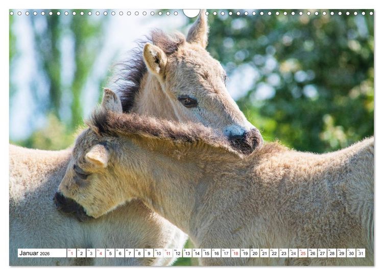 Produktbild: Konik - Frei geboren (Wandkalender 2026 DIN A3 quer), CALVENDO Monatskalender