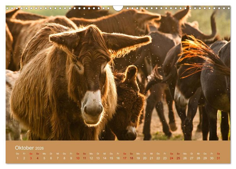Produktbild: Baudet de Poitou - Seltene franz&ouml;sische Langohren (Wandkalender 2026 DIN A3 quer), CALVENDO Monatskalender