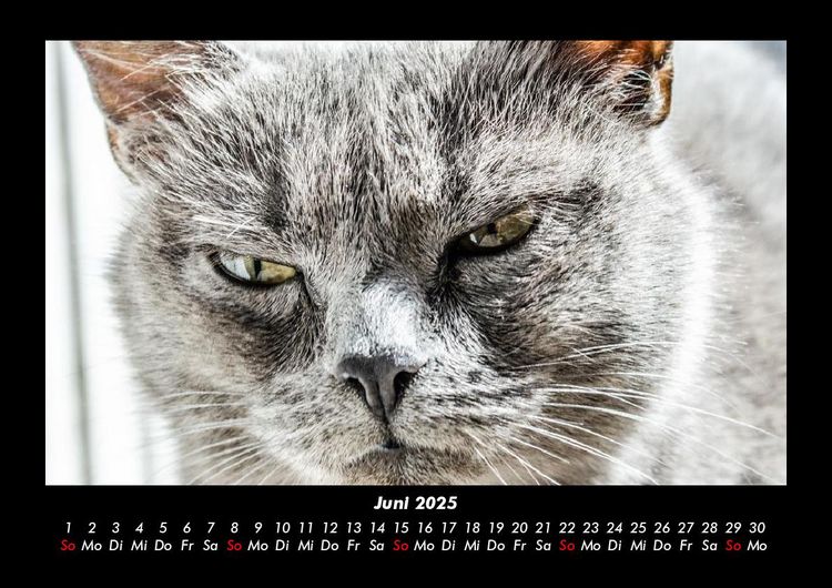 Produktbild: F&uuml;r Katzenfreunde 2025 Fotokalender DIN A3