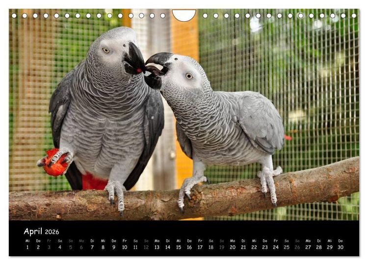 Produktbild: Graupapageien mit Herz (Wandkalender 2026 DIN A4 quer), CALVENDO Monatskalender