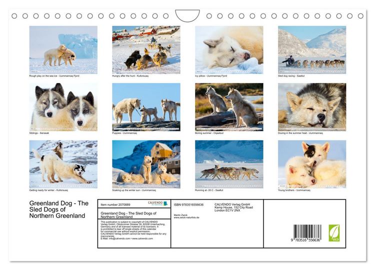 Produktbild: Greenland Dog - The Sled Dogs of Northern Greenland (Wall Calendar 2026 DIN A4 landscape), CALVENDO 12 Month Wall Calendar