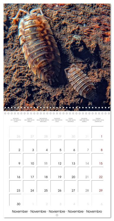 Produktbild: Natural beauty. Close-up insects (Wall Calendar 2026 12 &times; 12 Inch) CALVENDO 12 Month Wall Calendar