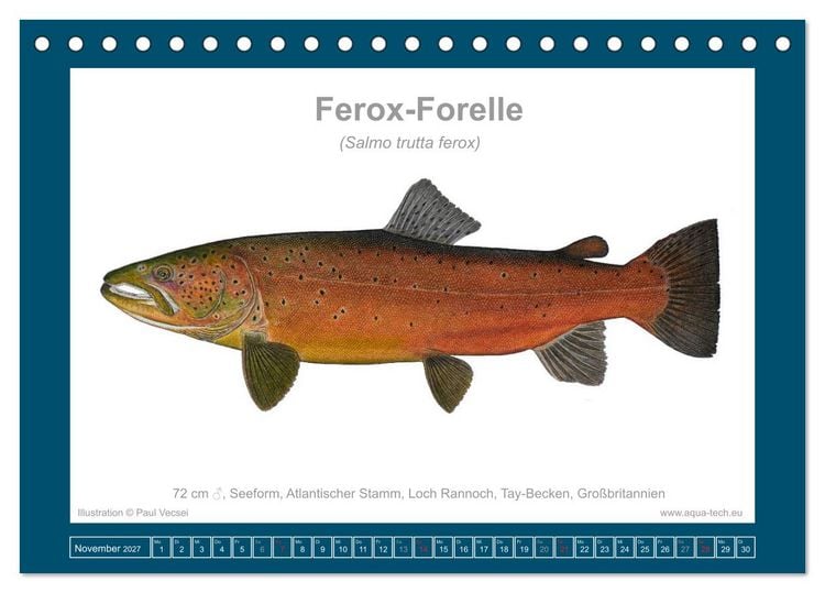 Produktbild: Fisch als Kunst 2027: Seeforellen (Tischkalender 2027 DIN A5 quer), CALVENDO Monatskalender