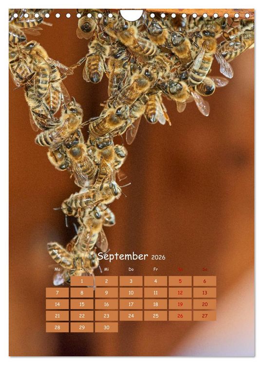 Produktbild: Gesch&auml;ftig wie im Bienenstock (Wandkalender 2026 DIN A4 hoch), CALVENDO Monatskalender