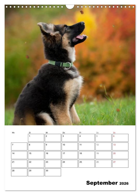 Produktbild: Deutsche Sch&auml;ferhundwelpen zum Verlieben (Wandkalender 2026 DIN A3 hoch), CALVENDO Monatskalender