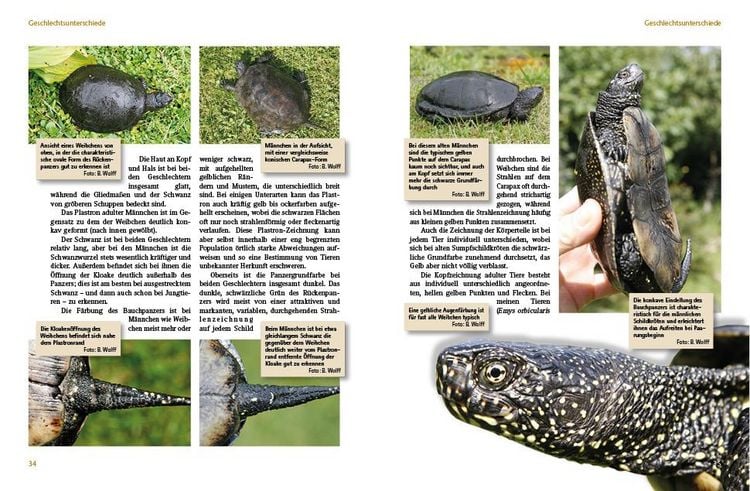 Produktbild: Europ&auml;ische Sumpfschildkr&ouml;ten