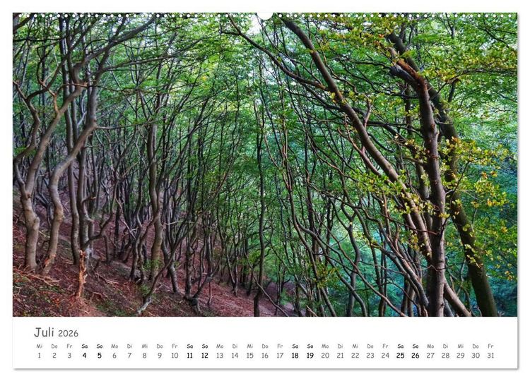 Produktbild: Wald - bezaubernde W&auml;lder (hochwertiger Premium Wandkalender 2026 DIN A2 quer), Kunstdruck in Hochglanz