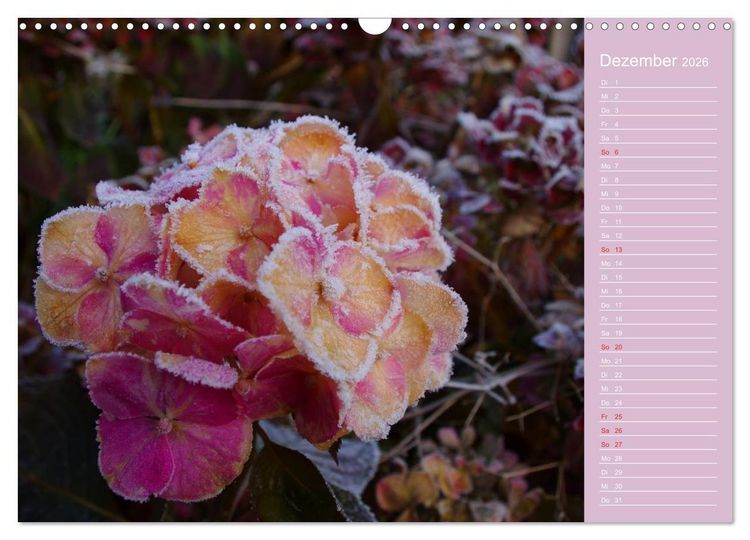 Produktbild: Blumenfreude (Wandkalender 2026 DIN A3 quer), CALVENDO Monatskalender