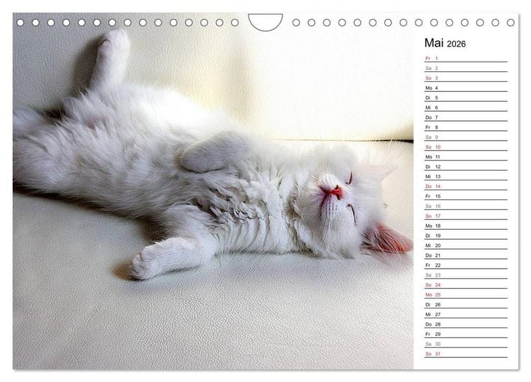 Produktbild: Aus der Kinderstube der Perserkatze (Wandkalender 2026 DIN A4 quer), CALVENDO Monatskalender