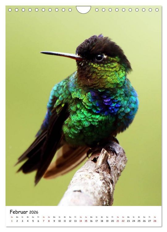 Produktbild: Costa Rica - Fauna & Flora (Wandkalender 2026 DIN A4 hoch), CALVENDO Monatskalender
