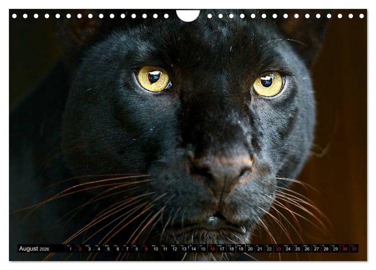Produktbild: Big Cats &bull; Faces of the most beautiful predators (Wall Calendar 2026 DIN A4 landscape), CALVENDO 12 Month Wall Calendar