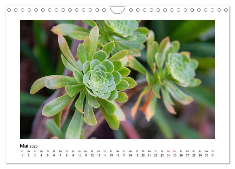 Produktbild: Kakteen und Sukkulenten (Wandkalender 2026 DIN A4 quer), CALVENDO Monatskalender