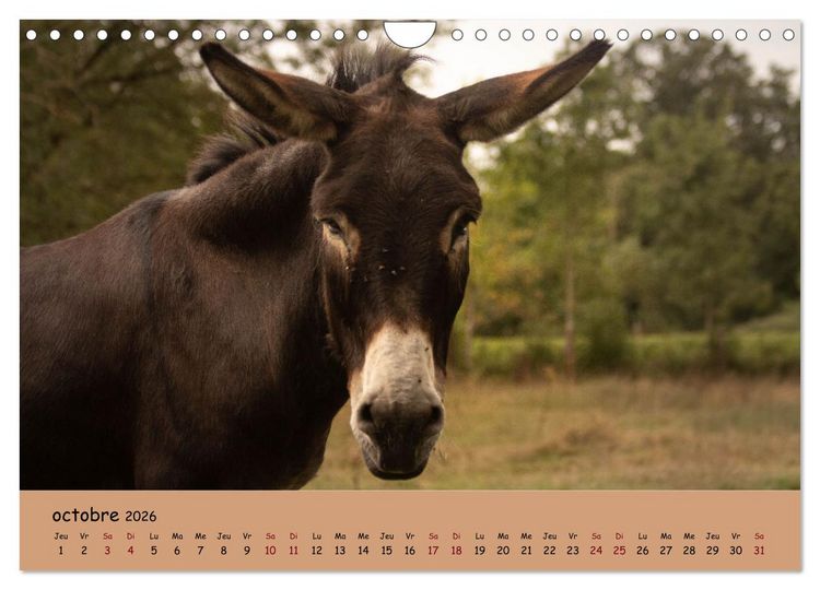 Produktbild: Les animaux de nos fermes (Calendrier mural 2026 DIN A4 vertical), CALVENDO calendrier mensuel