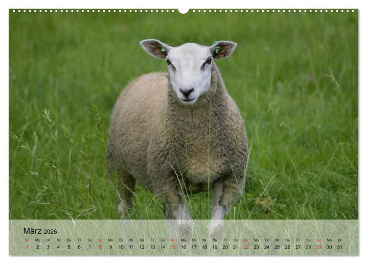 Produktbild: Schafe z&auml;hlen leicht gemacht! (hochwertiger Premium Wandkalender 2026 DIN A2 quer), Kunstdruck in Hochglanz