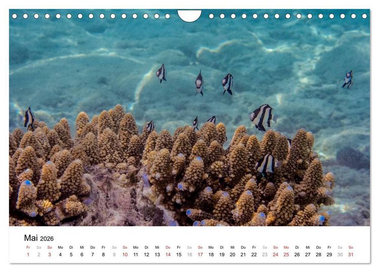 Produktbild: Unterwasserwelt der Malediven I (Wandkalender 2026 DIN A4 quer), CALVENDO Monatskalender