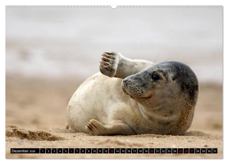 Produktbild: Sylt ist Meer (Wandkalender 2026 DIN A2 quer), CALVENDO Monatskalender