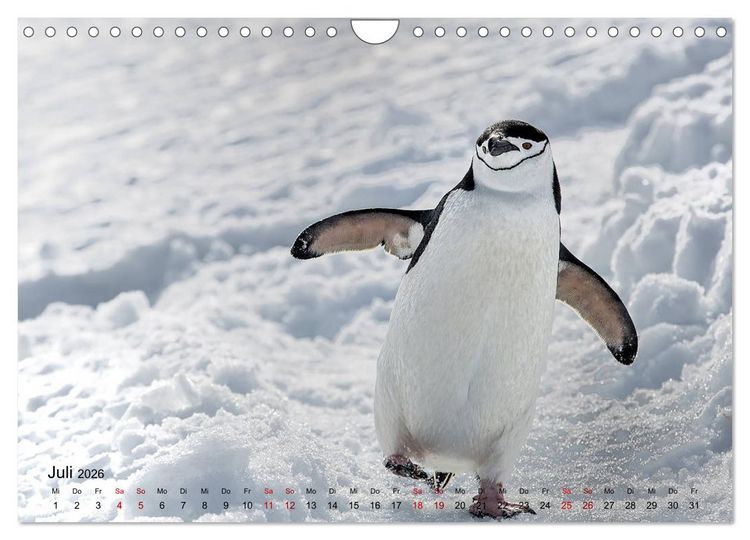 Produktbild: Antarktis, die eisige Heimat der Pinguine (Wandkalender 2026 DIN A4 quer), CALVENDO Monatskalender
