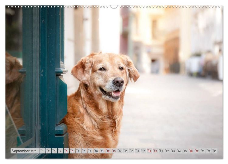 Produktbild: Golden Retriever Hailey Fotokalender (hochwertiger Premium Wandkalender 2026 DIN A2 quer), Kunstdruck in Hochglanz