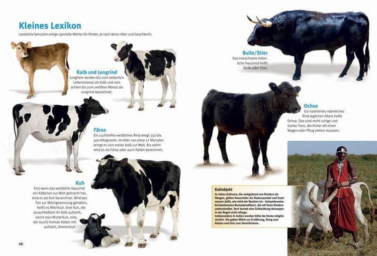 Produktbild: Entdecke die K&uuml;he