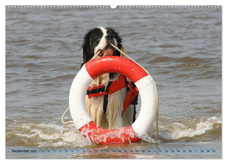 Produktbild: Landseer - Das Wasser ist ihr Element (Wandkalender 2026 DIN A2 quer), CALVENDO Monatskalender