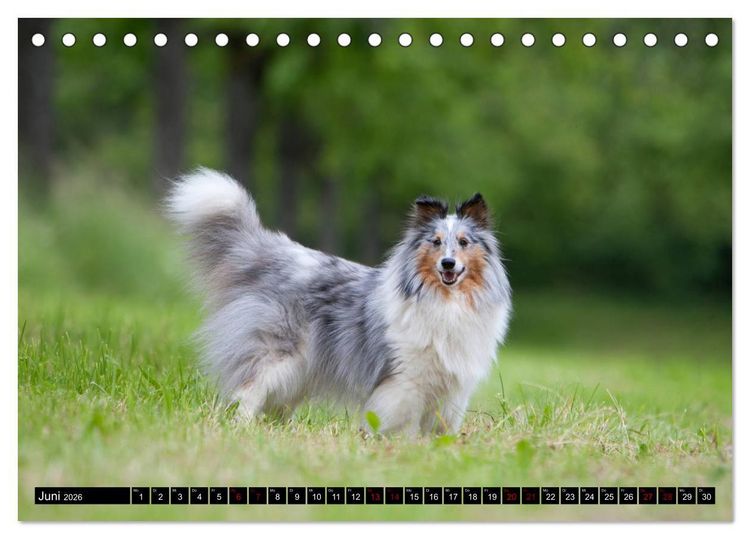 Produktbild: Shetland Sheepdogs - Kleine Charmeure (Tischkalender 2026 DIN A5 quer), CALVENDO Monatskalender