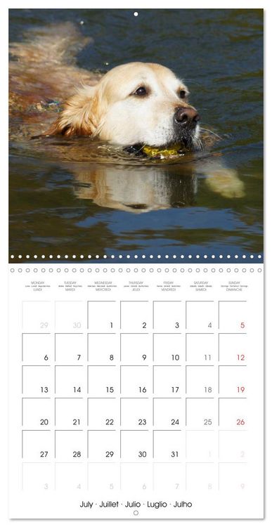 Produktbild: Happy Golden Retriever (Wall Calendar 2026 12 &times; 12 Inch) CALVENDO 12 Month Wall Calendar