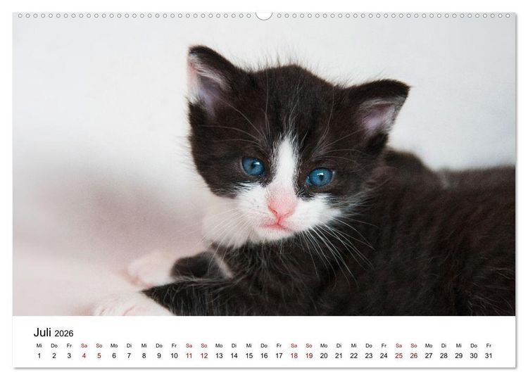 Produktbild: Katzenbabys (Wandkalender 2026 DIN A2 quer), CALVENDO Monatskalender