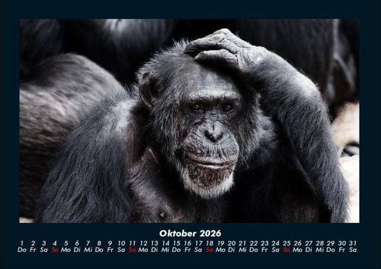 Produktbild: Affen 2026 Fotokalender DIN A4