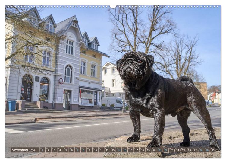 Produktbild: Reinbek mopsfidel (hochwertiger Premium Wandkalender 2026 DIN A2 quer), Kunstdruck in Hochglanz