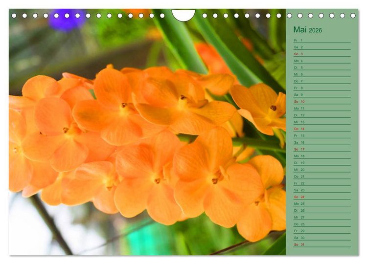 Produktbild: Farbzauber Natur Orchideen - CH Version (Wandkalender 2026 DIN A4 quer), CALVENDO Monatskalender