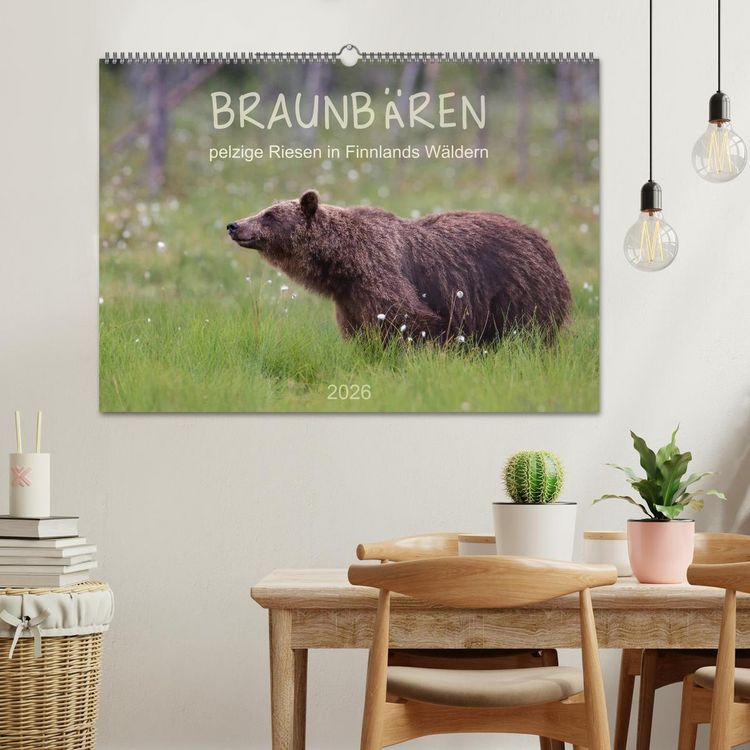 Produktbild: Braunb&auml;ren - pelzige Riesen in Finnlands W&auml;ldern (Wandkalender 2026 DIN A2 quer), CALVENDO Monatskalender