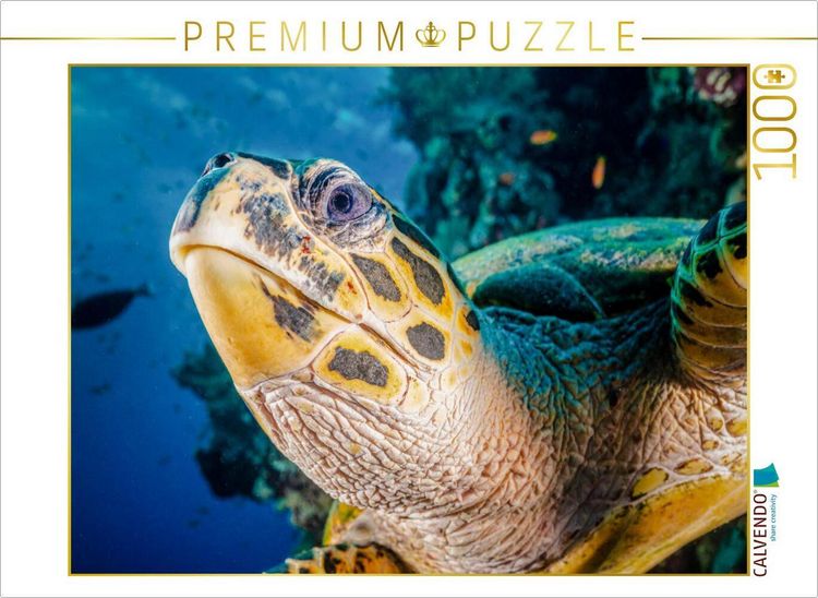 Produktbild: CALVENDO Puzzle Ein Motiv aus dem Kalender Einblicke in die Welt der Meeresschildkr&ouml;ten | 1000 Teile Lege-Gr&ouml;&szlig;e 64x48cm Foto-Puzzle f&uuml;r gl&uuml;ckliche Stu