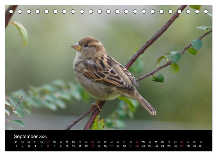 Produktbild: Freche Spatzen (Tischkalender 2026 DIN A5 quer), CALVENDO Monatskalender