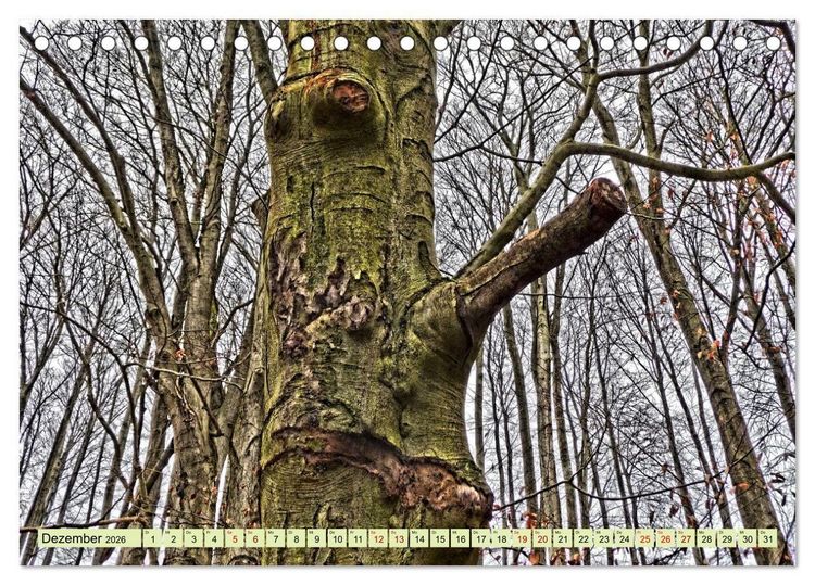 Produktbild: Verwunschene Waldtr&auml;ume: Ein Kalender voller Magie (Tischkalender 2026 DIN A5 quer), CALVENDO Monatskalender
