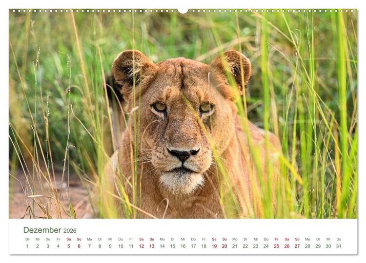 Produktbild: Tierwelten UGANDA (Wandkalender 2026 DIN A2 quer), CALVENDO Monatskalender