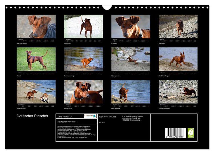 Produktbild: Deutscher Pinscher (Wandkalender 2026 DIN A3 quer), CALVENDO Monatskalender