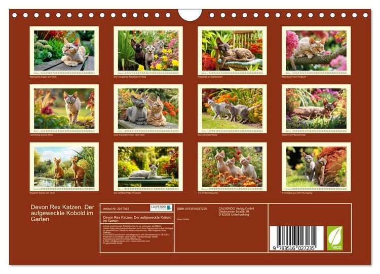Produktbild: Devon Rex Katzen. Der aufgeweckte Kobold im Garten (Wandkalender 2026 DIN A4 quer), CALVENDO Monatskalender