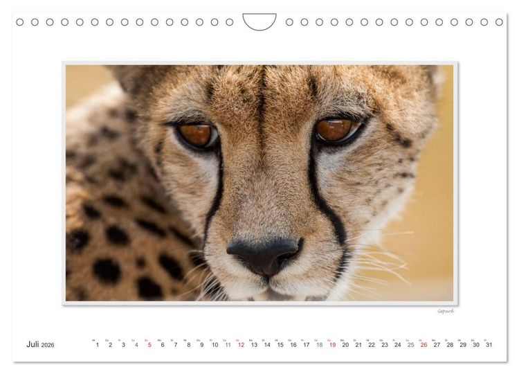 Produktbild: Emotionale Momente: Gro&szlig;e Raubkatzen der Welt. (Wandkalender 2026 DIN A4 quer), CALVENDO Monatskalender