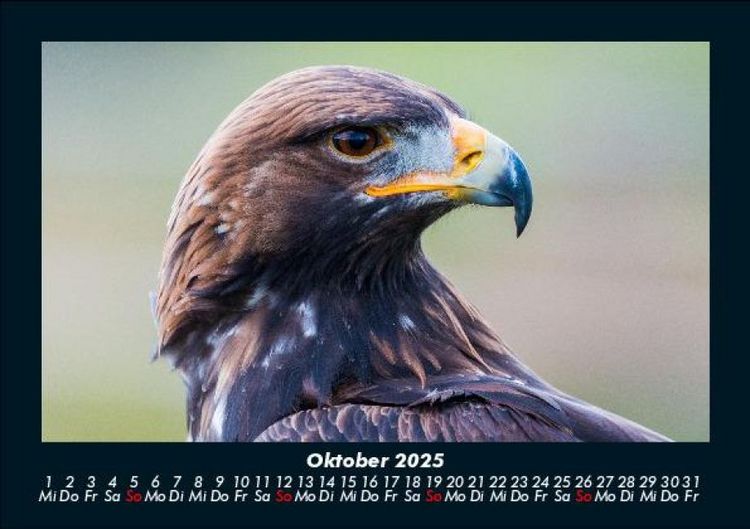 Produktbild: Adler 2025 Fotokalender DIN A5